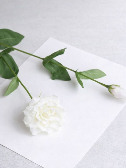 Kikyo (Japanse klokbloem) wit