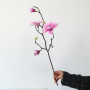 Magnolia - paars