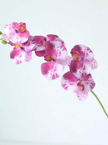 Orchidee - donkerroze Orchidee - donkerroze