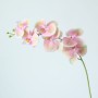 Orchidee - lichtroze