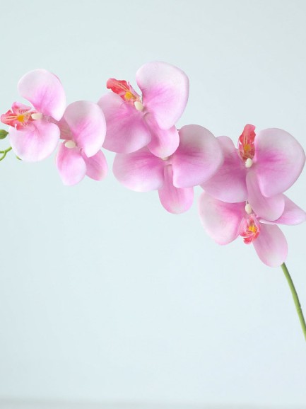 Orchidee - roze Orchidee - roze