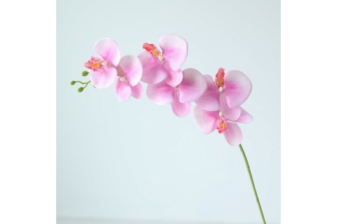 kiku bloemen decoratie feestdagen — stijlvolle ideeën en