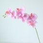 Orchidee - roze