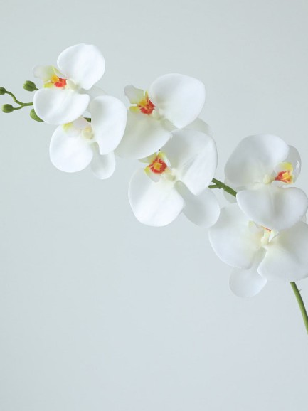 Orchidee - wit Orchidee - wit