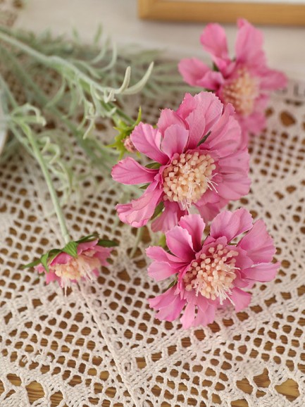 Scabiosa - roze Scabiosa - roze