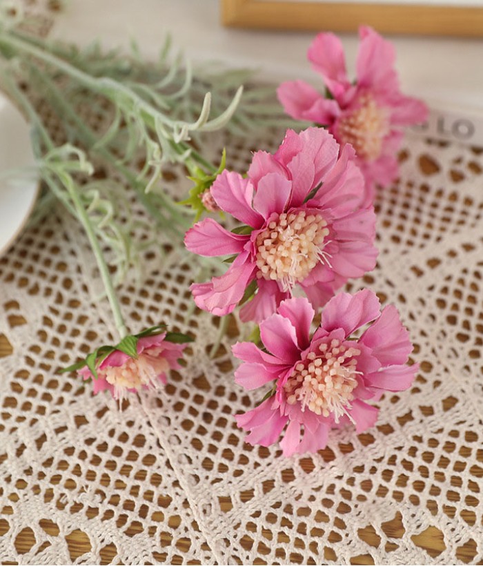 Scabiosa - roze Scabiosa - roze