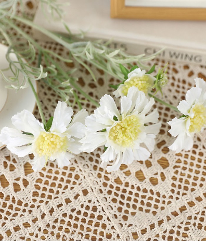 Scabiosa - wit Scabiosa - wit