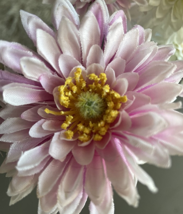 Chrysant - 4 koppig - lichtpaars Chrysant - 4 koppig - lichtpaars