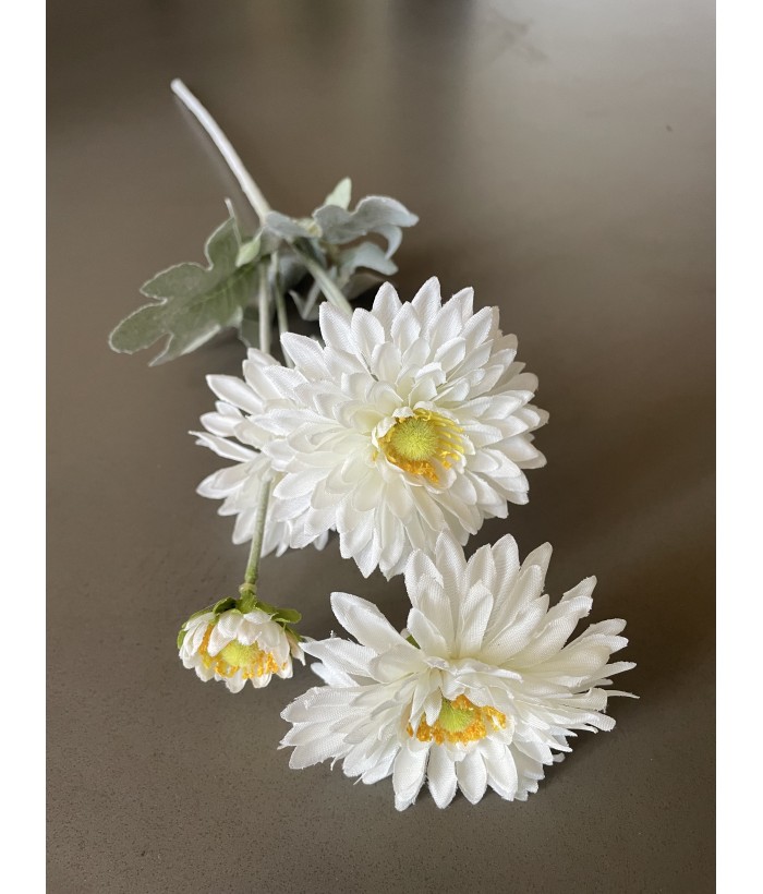 Chrysant - 4 koppig - wit