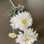 Chrysant - 4 koppig - wit