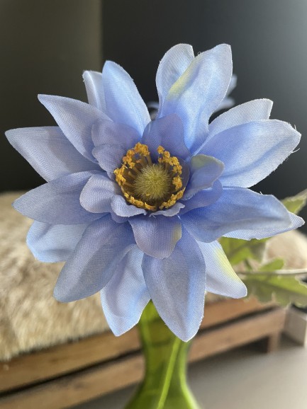 Wilde Chrysant - 4 koppig - blauw Wilde Chrysant - 4 koppig - blauw