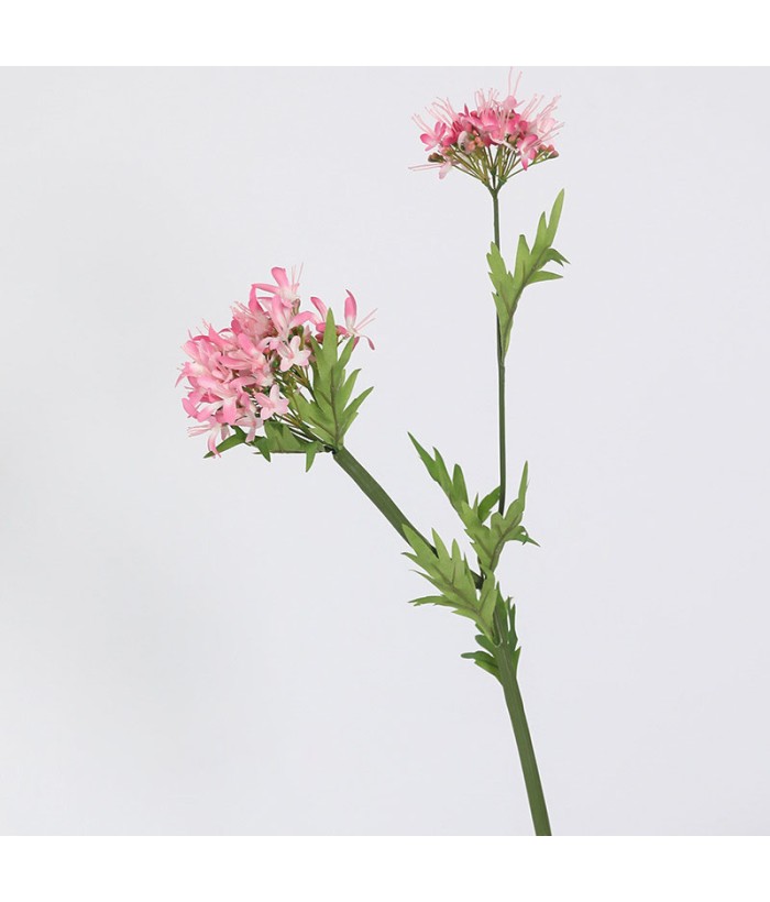 Hortensia roze