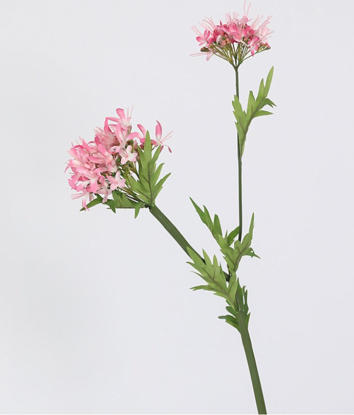 Hortensia roze