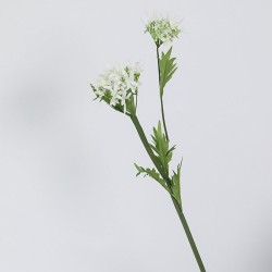 Hortensia wit