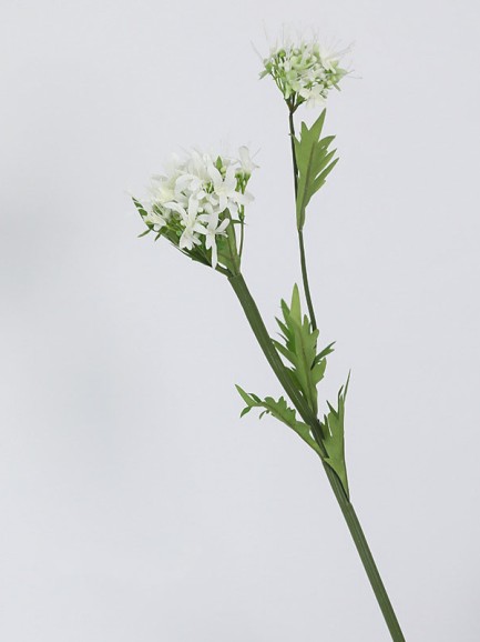 Hortensia wit