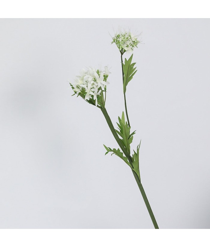 Hortensia wit