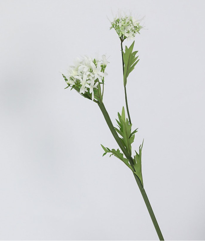 Hortensia wit