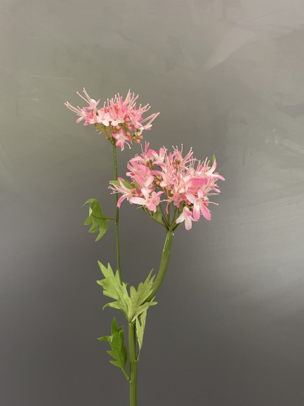 Hortensia roze