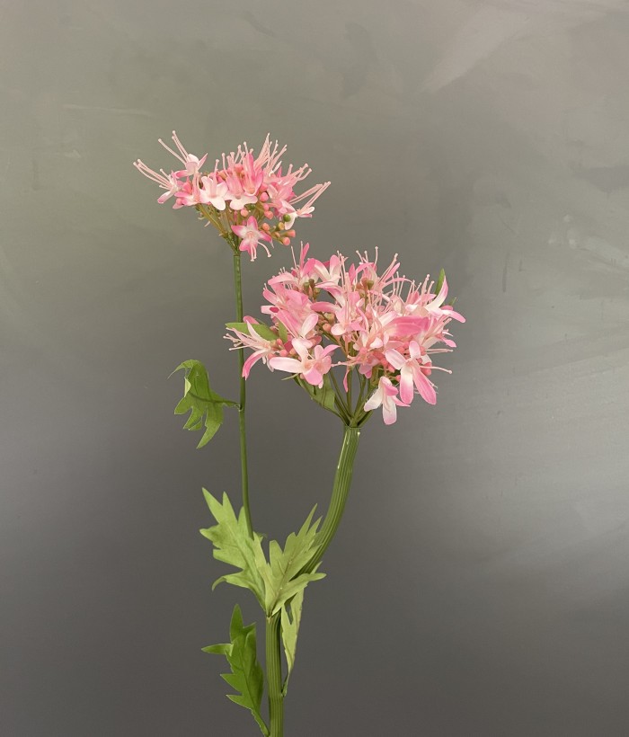 Hortensia roze