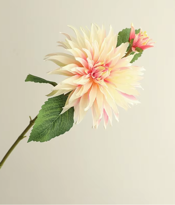 Dahlia - roze