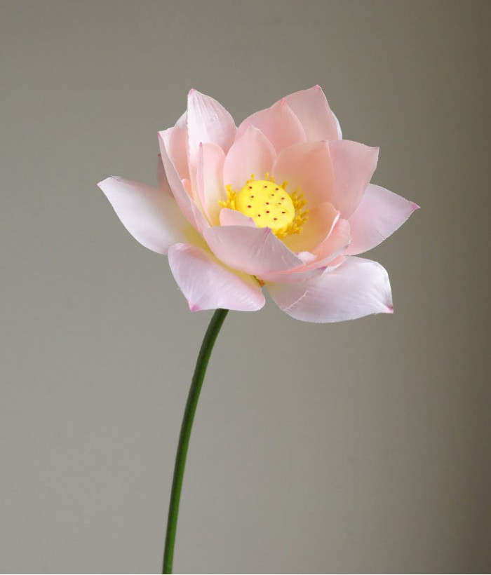 Lotus lichtroze Lotus lichtroze