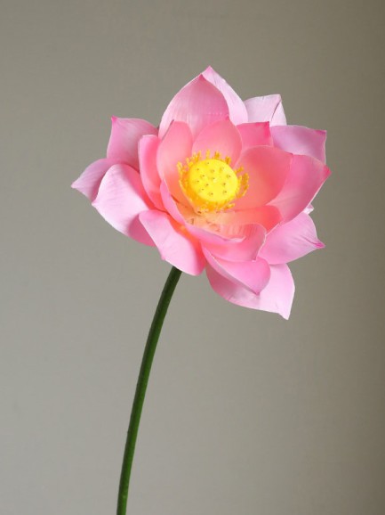 Lotus roze Lotus roze