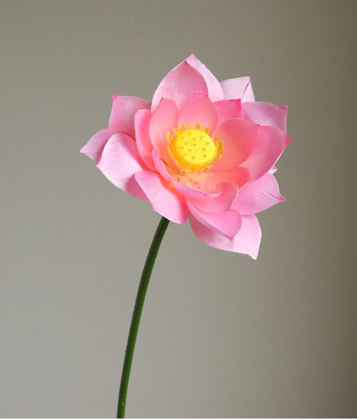 Lotus roze Lotus roze
