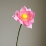 Lotus roze