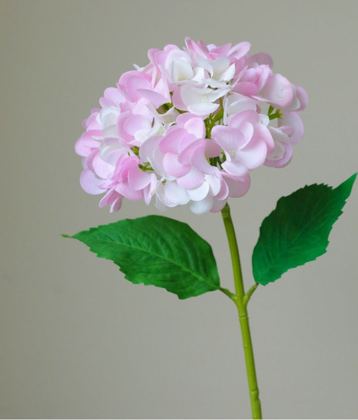 Hortensia (Hydrangea) - lichtroze