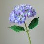Hortensia (Hydrangea) - paars