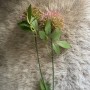 Paardenbloem - roze