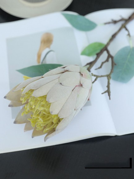 Suikerbos (Protea) - groen Suikerbos (Protea) - groen