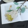 Suikerbos (Protea) - groen