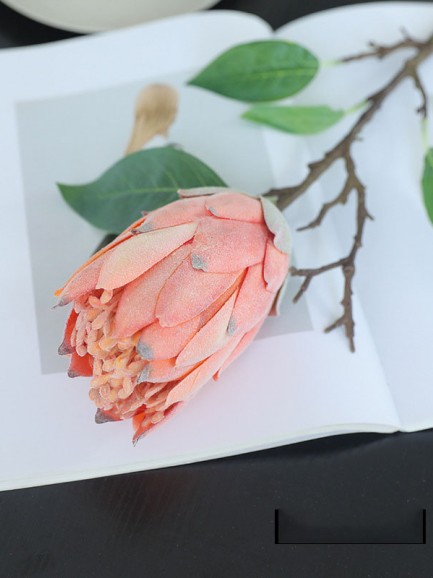 Suikerbos (Protea) - oranje/lichtroze Suikerbos (Protea) - oranje/lichtroze