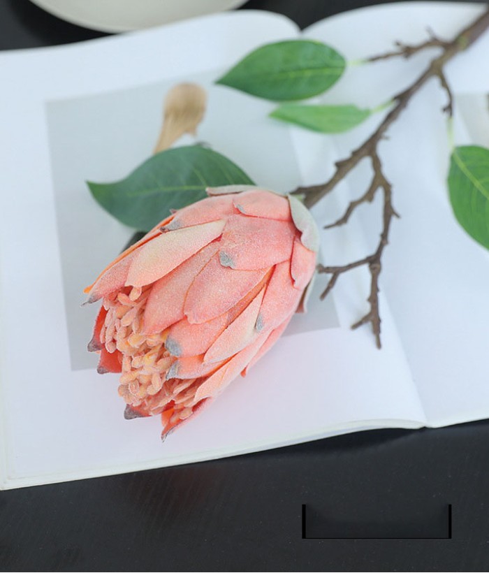 Suikerbos (Protea) - oranje/lichtroze Suikerbos (Protea) - oranje/lichtroze