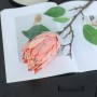 Suikerbos (Protea) - oranje/lichtroze