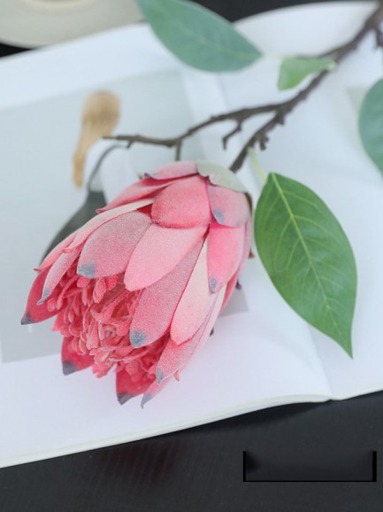 Suikerbos (Protea) - roze Suikerbos (Protea) - roze