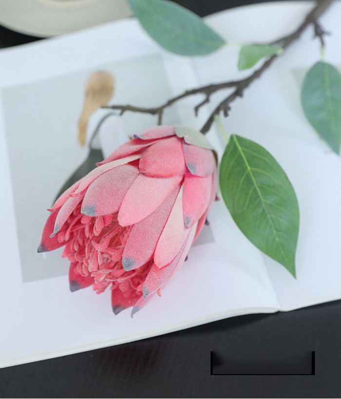 Suikerbos (Protea) - roze Suikerbos (Protea) - roze