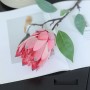 Suikerbos (Protea) - roze