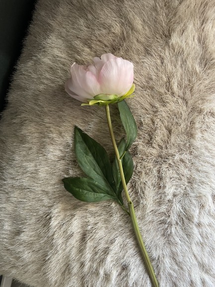 Pioenroos - roze