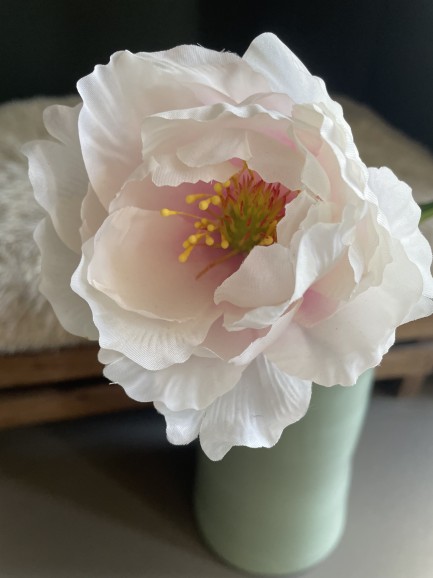 Pioenroos - roze / wit