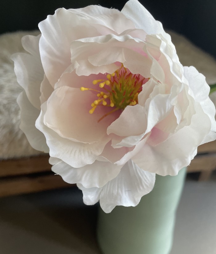 Pioenroos - roze / wit Pioenroos - roze / wit