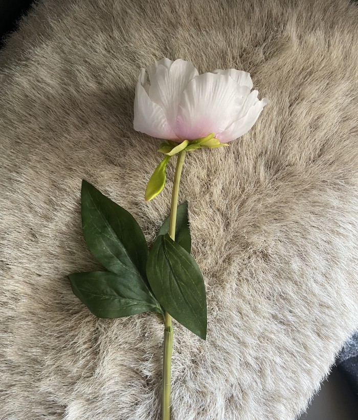 Pioenroos - roze / wit Pioenroos - roze / wit