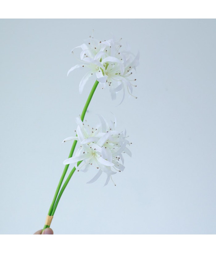 Spinlelie - wit