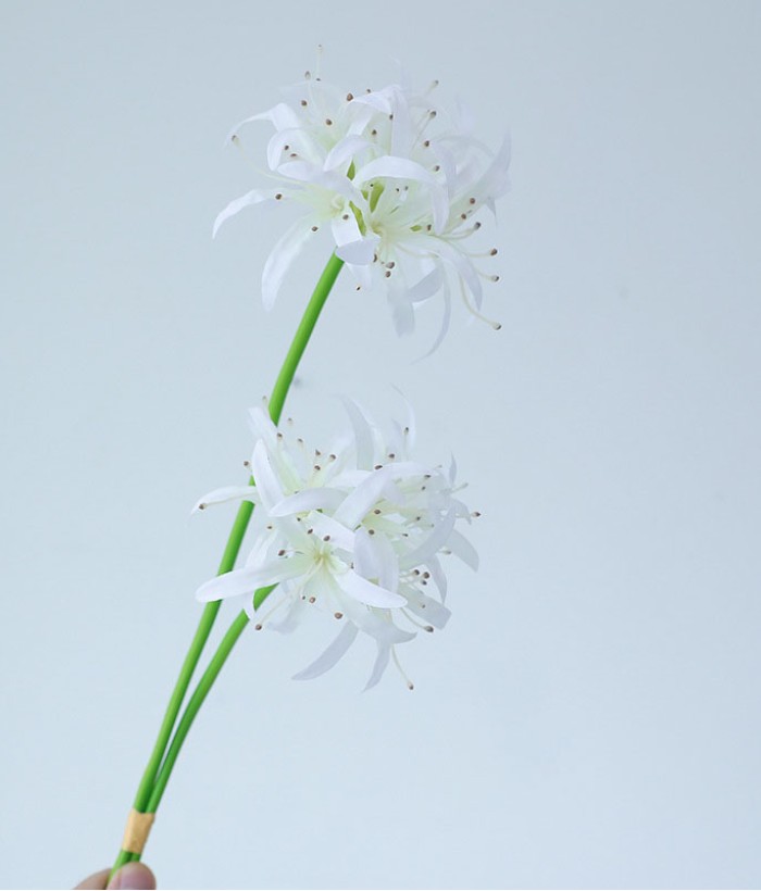 Spinlelie - wit Spinlelie - wit
