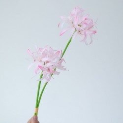 Spinlelie - lichtroze