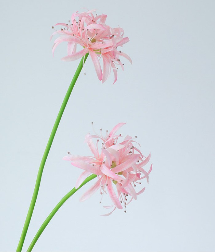 Spinlelie - roze Spinlelie - roze