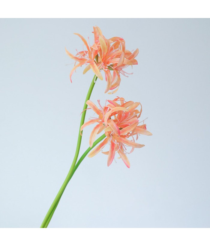 Spinlelie - oranje