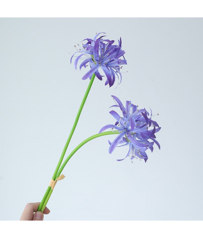 Spinlelie - blauw