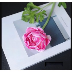 Koreaanse pioenroos - roze